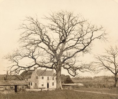 Oak (in Winter) Friars Oak, Clayton, Sussex, 1860 by English Photographer